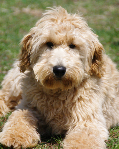 Doodle Moms and Dads